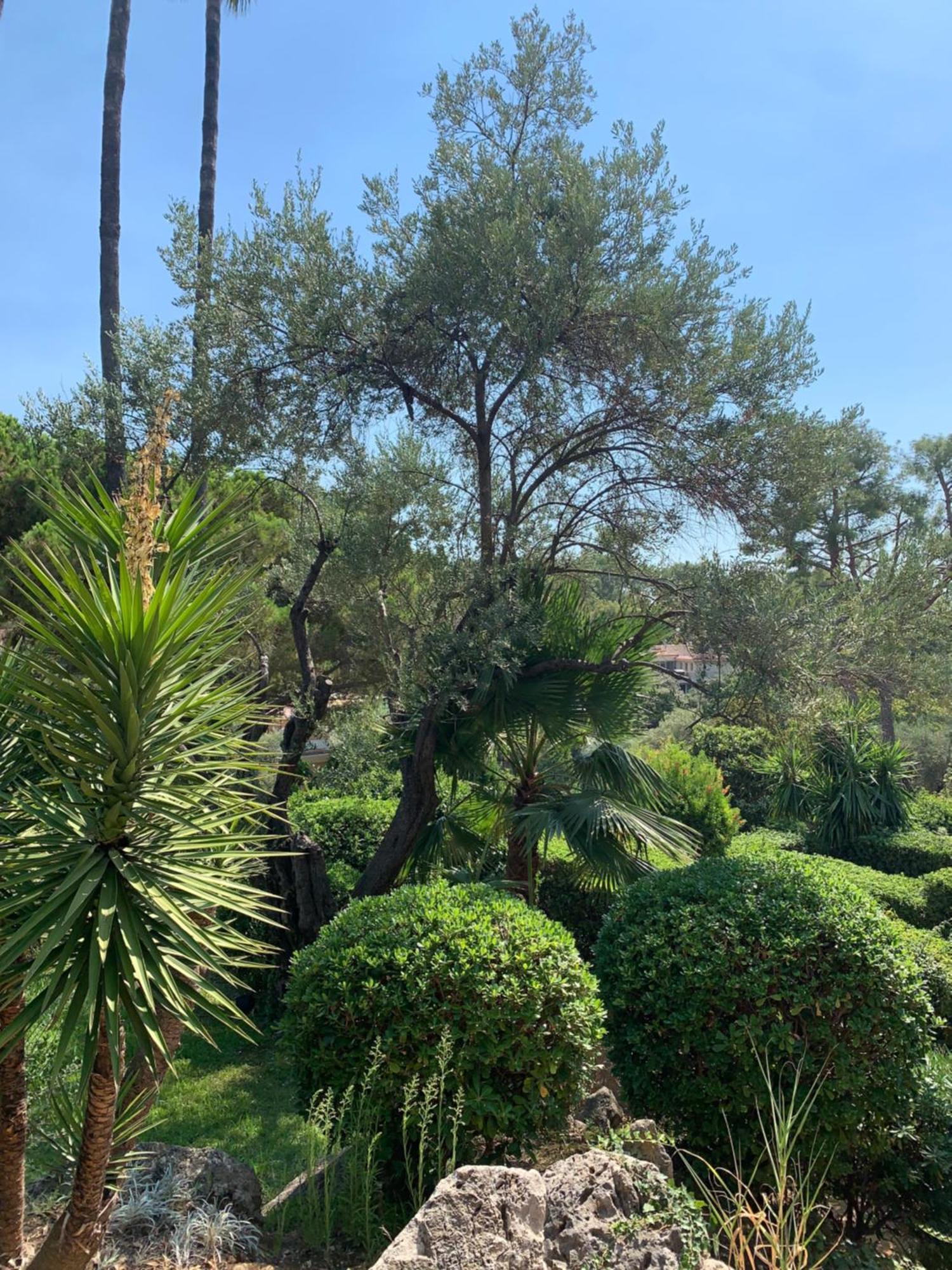 French Riviera Apartment With Swimming Pool And Free Parking Near Monaco Roquebrune-Cap-Martin Exterior foto